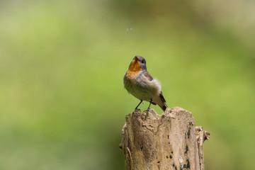 Red breasted flycatcher to look at a fly on a branch in the forest