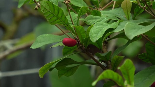 ミラクルフルーツ、ミラクルベリー / Miracle fruit, Miraculous berry, Synsepalum dulcificum, 4K