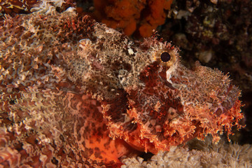 Fcorpion Fish