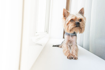 Dog yorkshire terrier on the window