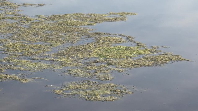 Slimy, green floating water algae on the pond surface. Green weeds growing on water surface, acidifying water