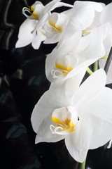White orchid flowers agaist glamour black  background.macro shot