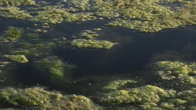Slimy, green floating water algae on the pond surface. Green weeds growing on water surface, acidifying water