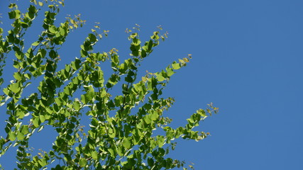 green leaves and blue sky
