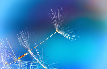 parachutes, dandelion seeds on blue background, macro