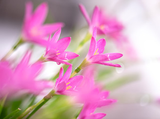 Pink flowers with water drops.