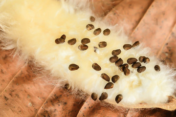 The kapok seeds are black with a white kapok.
