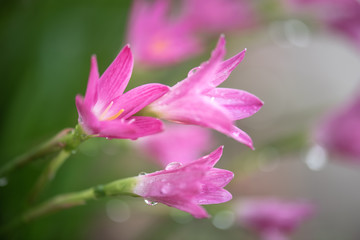 Fototapeta na wymiar Pink flowers with water drops.