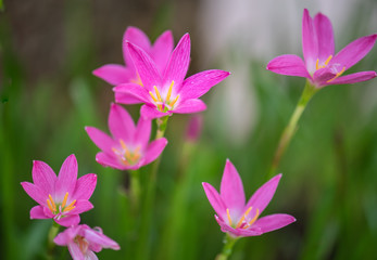 Pink flowers with water drops.