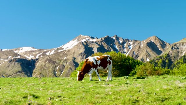 vache dans prairie, massif du Sancy, Auvergne