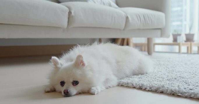 White pomeranian lying on the floor at home