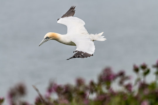 Gannet in Flight, Bempton Cliffs, Yorkshire