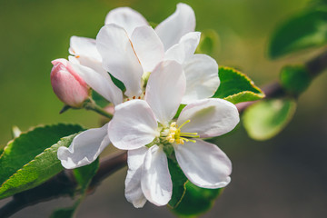 Apple blossom branch of flowers on green background