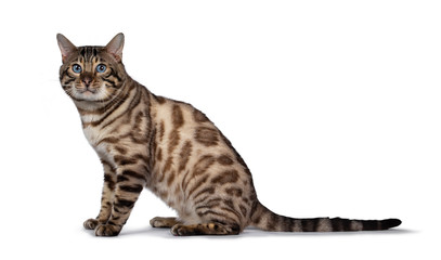 Gorgeous Snow Bengal, sitting side ways. Looking at camera with deep blue eyes. Isolated on white background. Tail stretched behind body.