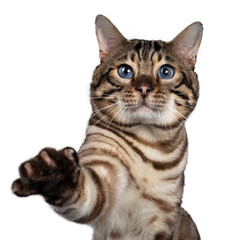 Head shot of gorgeous Snow Bengal, sitting facing front. Looking beside camera with deep blue eyes. Isolated on white background. Paw up and stretched towards camera.