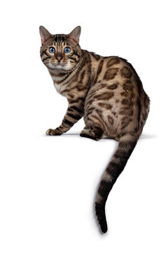 Gorgeous Snow Bengal, sitting backwards. Looking over shoulder at camera with deep blue eyes. Isolated on white background. Tail hanging down from edge.