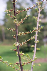 Young plum tree before flowering