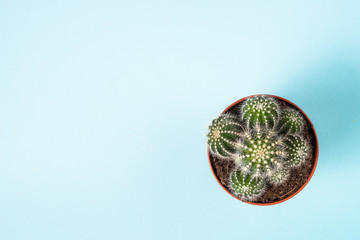 Cactus in flower pot on blue, top view.