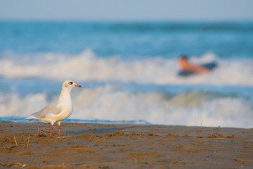 Fototapeta na wymiar Gaviota blanca del mediterráneo caminando en un atardecer cerca de la playa con olas y un surfista de fondo.