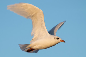 Gaviota blanca del mediterráneo volando en un atardecer cerca de la playa con las alas extendidas 