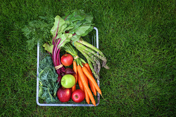 Organic vegetables. Green, healthy ingredients of the diet.