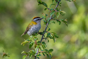 Sommergoldhähnchen