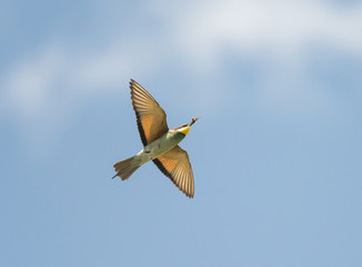 Gruccione - Merops apiaster