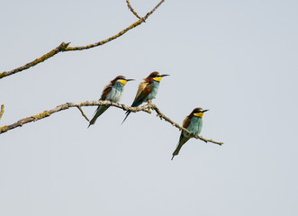 Gruccione - Merops apiaster