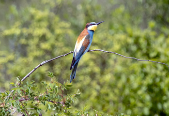 Gruccione - Merops apiaster