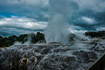 Te Puia geyser erupting in Rotorua, New Zealand North Island