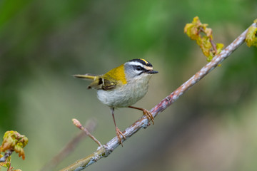 Sommergoldhähnchen