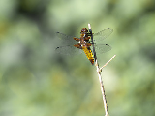 Dragonfly on branch