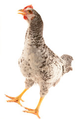 Chicken