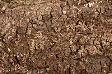 wood closeup