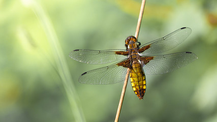 Dragonfly on branch