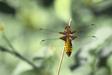Dragonfly on branch