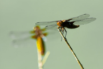 Dragonfly on branch