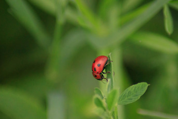 Obraz premium ladybug on green leaf