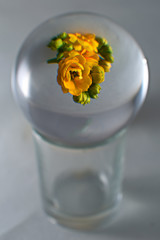 Kalanchoe in Lens Ball