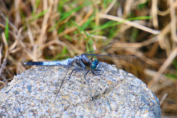 日本のトンボ。休息するシオカラトンボ。花巻　岩手　日本。９月上旬。 © 義美 前田