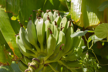 Wild unripe green bananas, hanging on banana tree