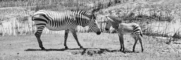 Fototapeta na wymiar Zebra mit Fohlen
