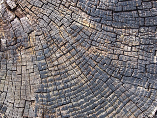 Fototapeta premium old cracked timber surface with tree rings and lines in a geometric concentric pattern