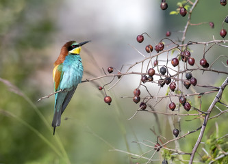 Gruccione - Merops apiaster