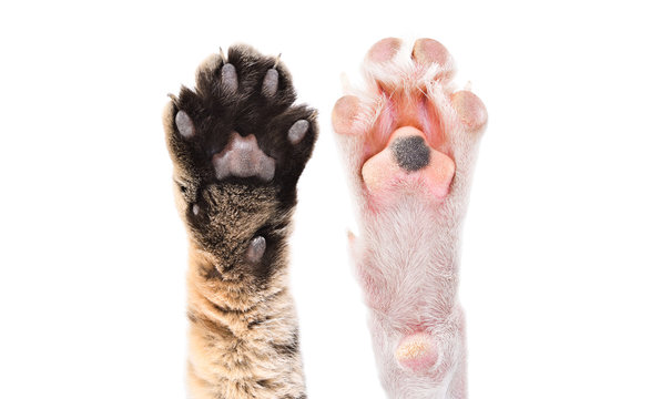 Two paws of cat and dog together isolated on white background