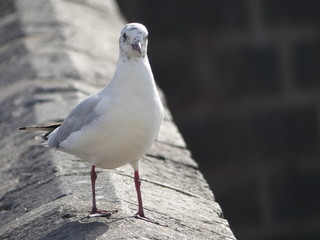 seagull on the beach