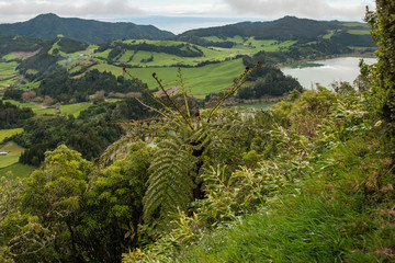 Fern tree in Furnas View point in Sao Miguel Island, azores, Portugal