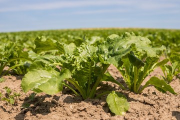 Young green beet plants on the field. Young beet Plants