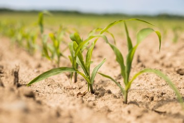  Young green corn plants on the field. Young Corn Plants. Young Corn Plants in a row. 
