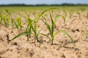  Young green corn plants on the field. Young Corn Plants. Young Corn Plants in a row. 
